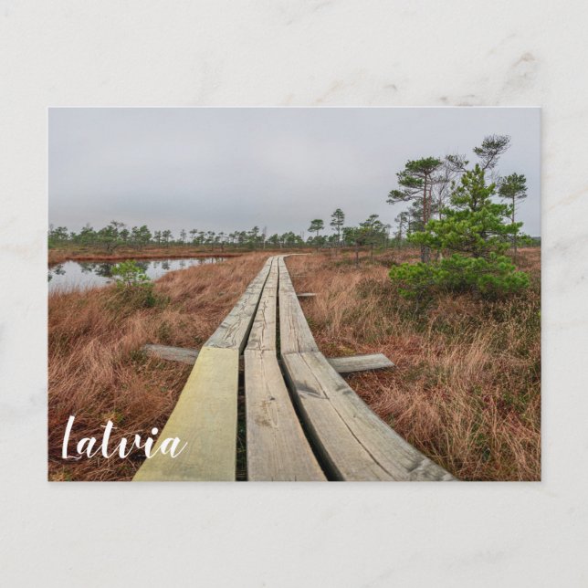 Wanderweg im Sumpf Postkarte (Vorderseite)