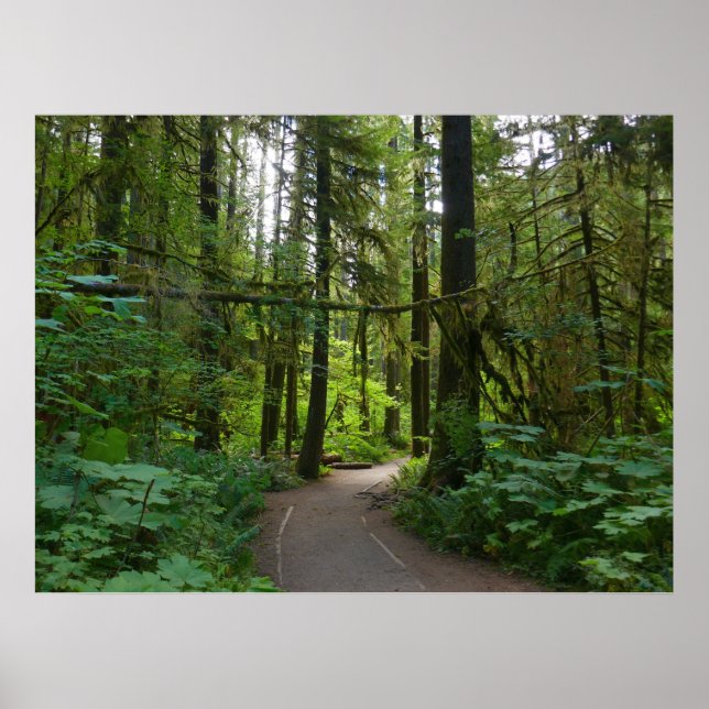 Wanderweg zu den Marymere-Fällen I Poster (Vorne)