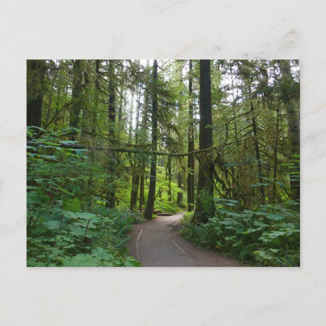 Wanderweg zu den Marymere-Fällen I Postkarte (Vorderseite)