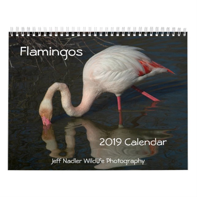 Wandkalender der Flamingo-2019 (Titelbild)