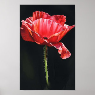 Wandkunst. Blume in der Schwärze Poster