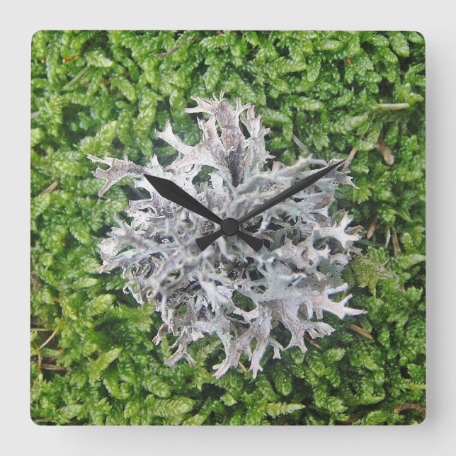 Wanduhr helle Flechte auf em Moos (Vorderseite)
