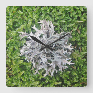 Wanduhr helle Flechte auf em Moos