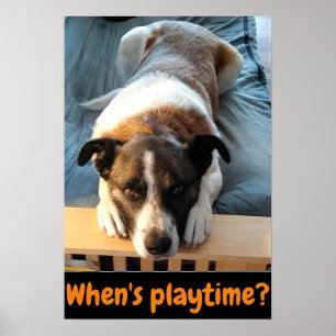 Wann ist Spielzeit? niedliches Hundeplakat Poster