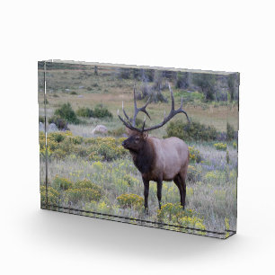 Wapiti (Amerikanischer Elk) Rocky National Park, Fotoblock