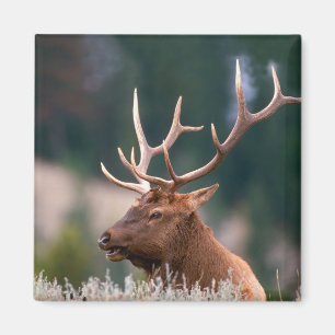 Wapiti aus der Rocky Mountain Region im Yellowston Magnet
