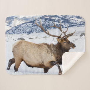 Wapiti-Bulle   Wyoming Sherpadecke