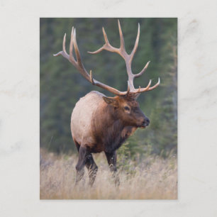 Wapiti der Rocky Mountains Postkarte