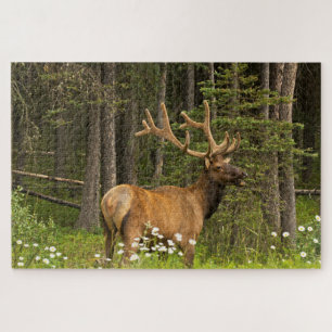 Wapiti-Hirsch im Samt, Kanada