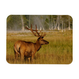 Wapiti-Hirsch Yellowstone-Nationalpark Magnet