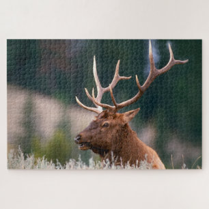 Wapiti im Yellowstone-Nationalpark