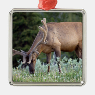 Wapiti mit Geweih im Samt beim Grasen Silbernes Ornament