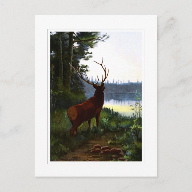 Wapiti oder Elk Postkarte (Vorderseite)