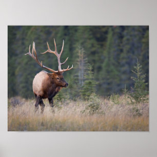 Wapiti Poster