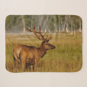 Wapiti   Yellowstone National Park Sherpadecke