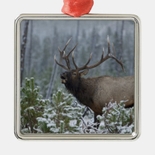 Wapitihirsch im Schnee rufend, trompetend, Yellows Ornament Aus Metall