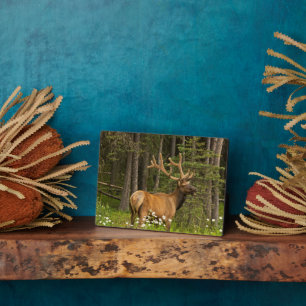 Wapitihirsch im Velours, Kanada Fotoplatte