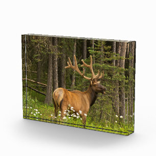 Wapitihirsch in Samt, Kanada Fotoblock