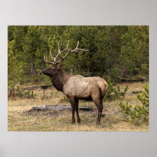 Wapitihirsch Yellowstone-Nationalpark, Wyoming Poster