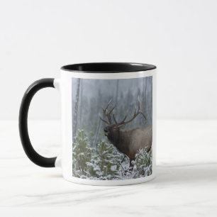 Wapitistier im Schnee rufend, röhrend, Yellowstone Tasse