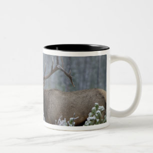 Wapitistier im Schnee rufend, röhrend, Yellowstone Zweifarbige Tasse