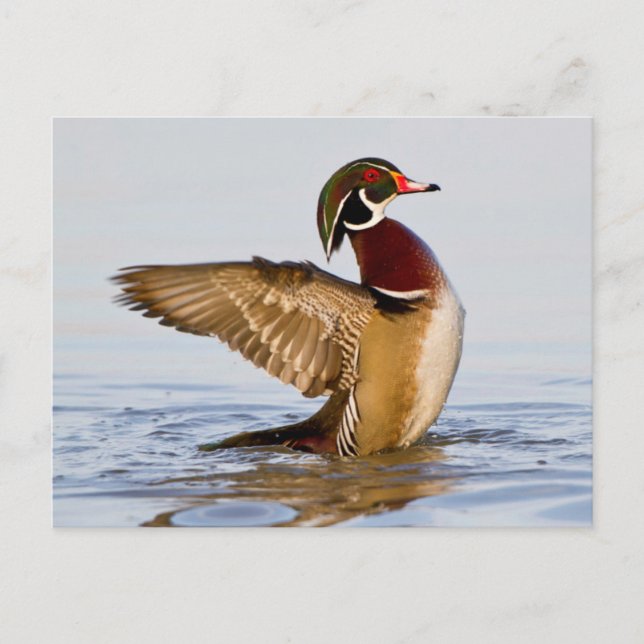 Wappschwingen aus Holzente in Feuchtgebieten Postkarte (Vorderseite)