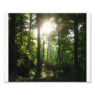 Wapsipinicon Wald Fotodruck