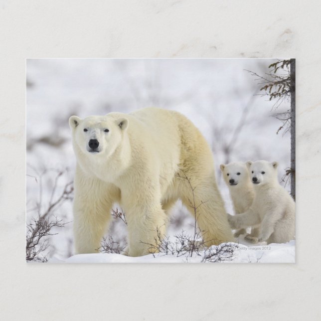 Wapusk National Park, Kanada. Postkarte (Vorderseite)