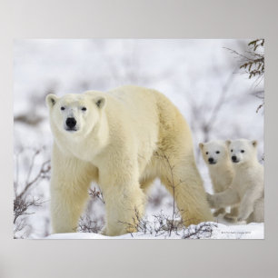 Wapusk Nationalpark, Kanada Poster