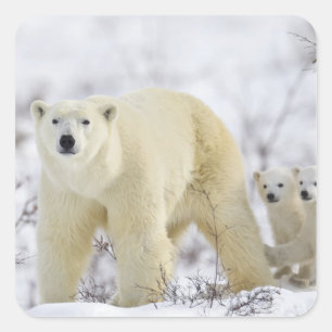Wapusk Nationalpark, Kanada Quadratischer Aufkleber