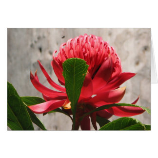 Waratah