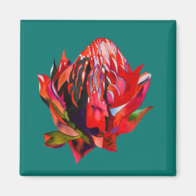 Waratah Australian native flower watercolor Magnet (Vorne)