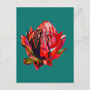 Waratah Australian native flower watercolor Postkarte