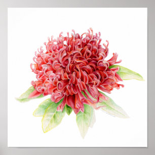 Waratah botanischer Kunst-Aquarell-Plakatdruck Poster