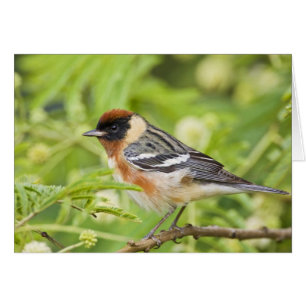 Warbler (Dendroica castanea)