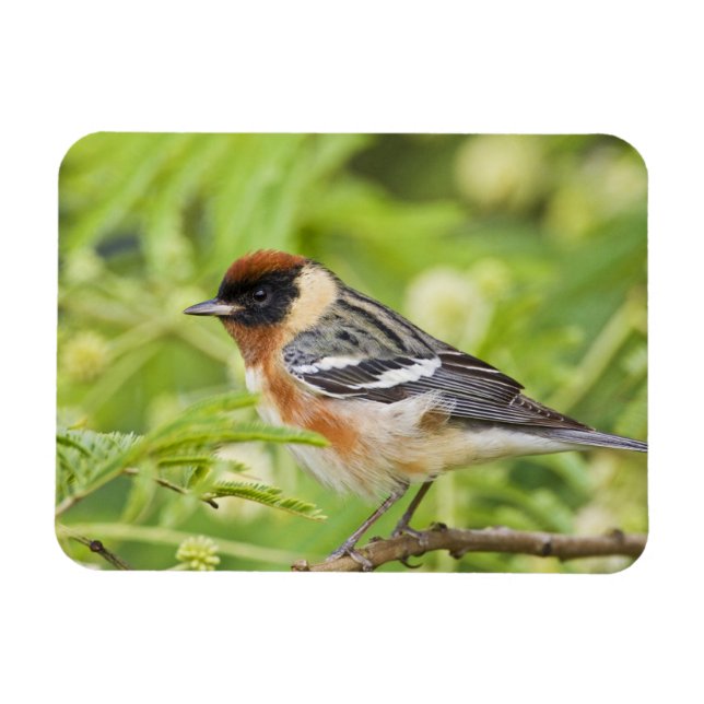Warbler (Dendroica castanea) Magnet (Horizontal)