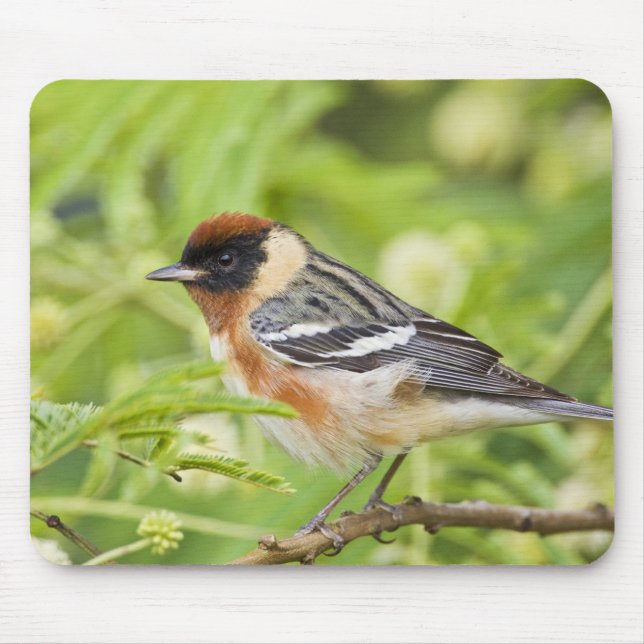 Warbler (Dendroica castanea) Mousepad (Vorne)