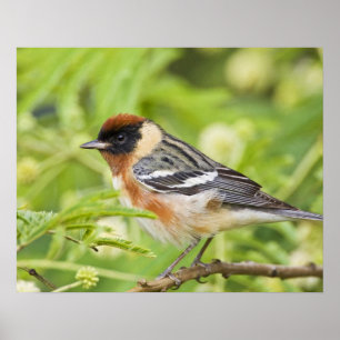 Warbler (Dendroica castanea) Poster