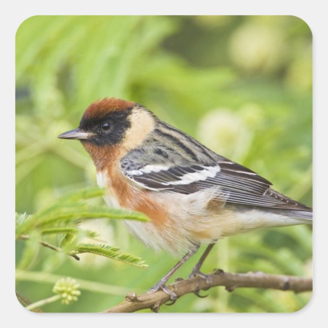 Warbler (Dendroica castanea) Quadratischer Aufkleber (Vorderseite)