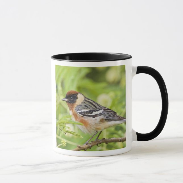 Warbler (Dendroica castanea) Tasse (Rechts)