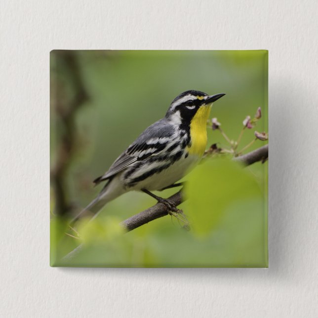 Warbler, Gelbwurzel, Dendroica Button (Vorderseite)
