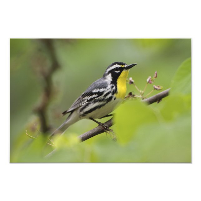 Warbler, Gelbwurzel, Dendroica Fotodruck (Vorne)