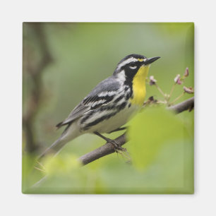 Warbler, Gelbwurzel, Dendroica Magnet