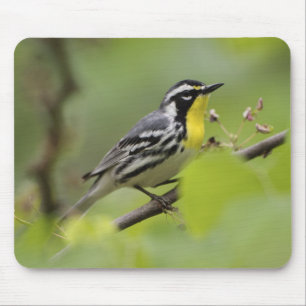 Warbler, Gelbwurzel, Dendroica Mousepad