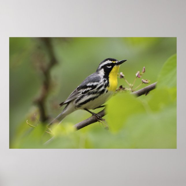 Warbler, Gelbwurzel, Dendroica Poster (Vorne)