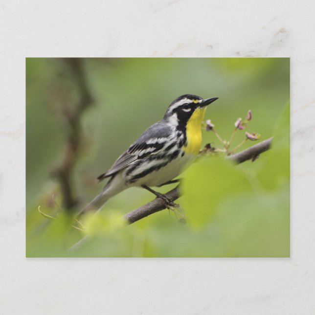 Warbler, Gelbwurzel, Dendroica Postkarte (Vorderseite)