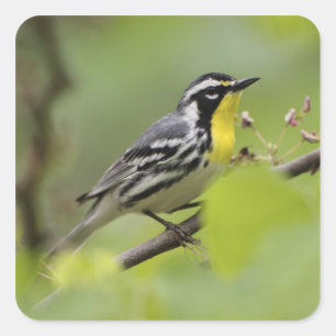 Warbler, Gelbwurzel, Dendroica Quadratischer Aufkleber