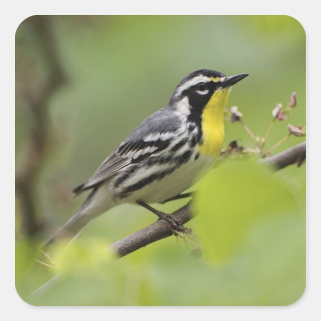 Warbler, Gelbwurzel, Dendroica Quadratischer Aufkleber (Vorderseite)