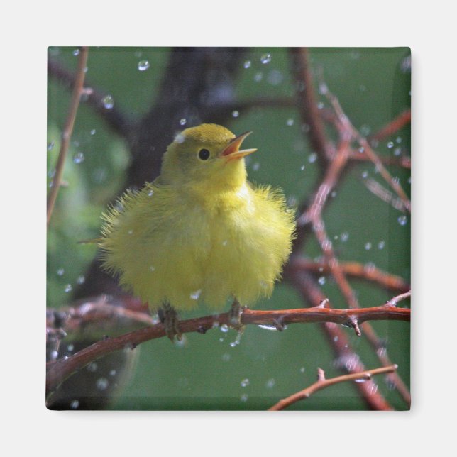 Warbler Magnet (Vorne)