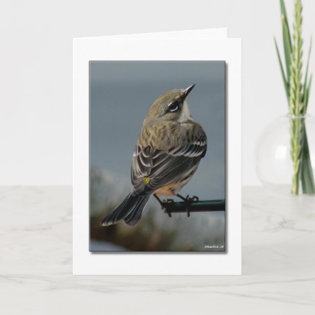 Warbler Note Card Karte (Vorderseite)